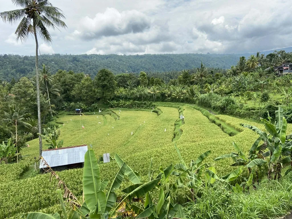 Výhled na zelená rýžová pole a horský hřeben ve vesnici Gunungsari na severu Bali.