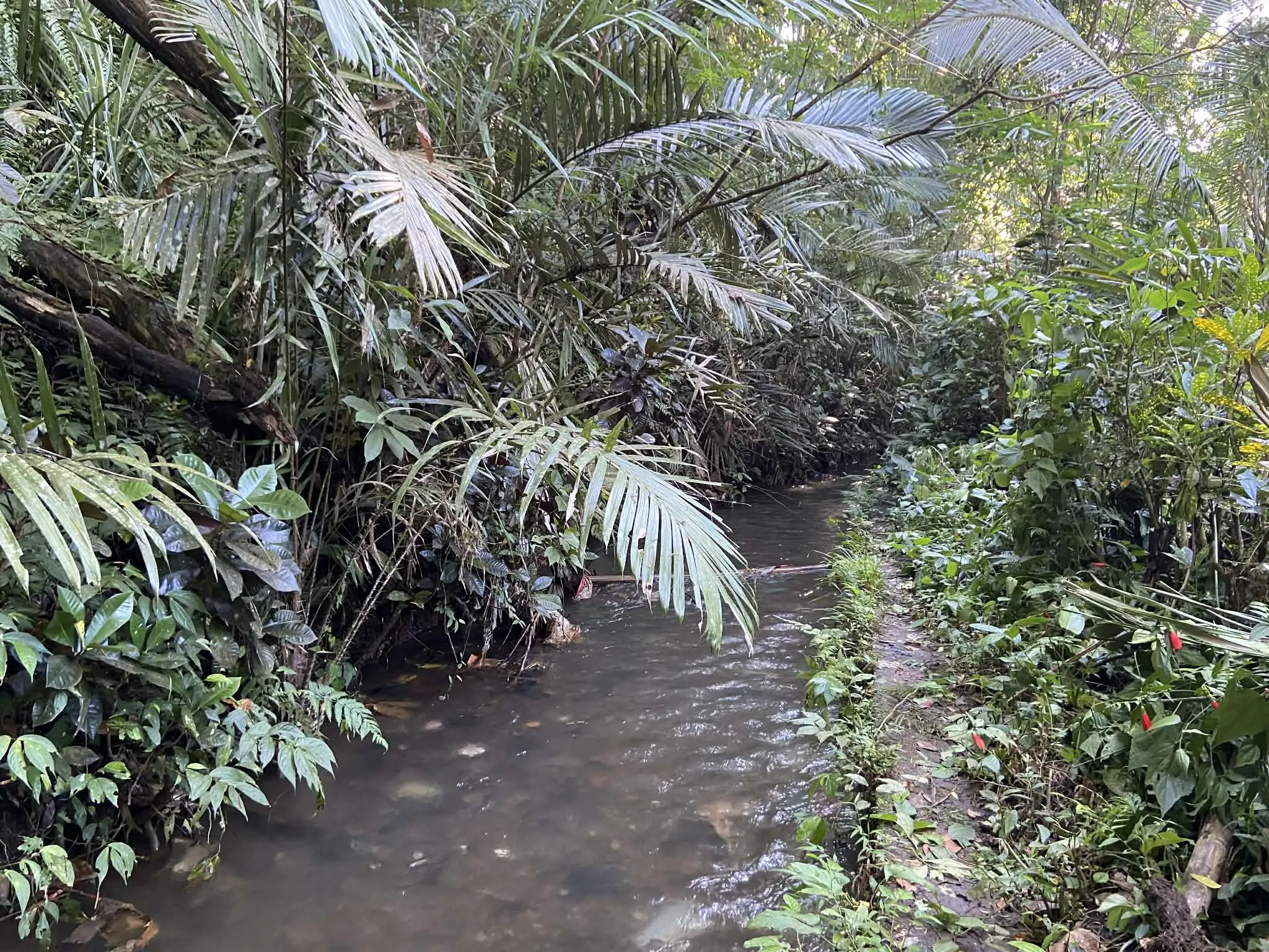 Cesta podél uměle vybudovaného kanálu přes starodávnou rodinnou zahradu s tropickou vegetací na severu Bali