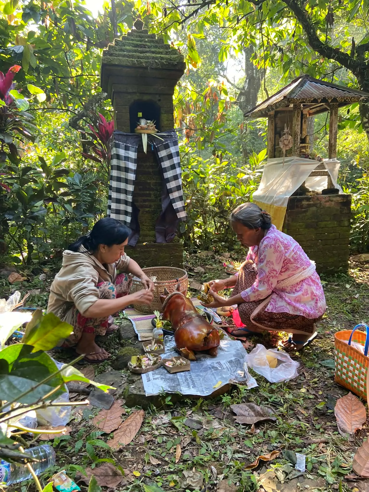 Dvě balijské ženy připravují tradiční obětiny a pečené sele u malého kamenného chrámu v džungli na Bali.