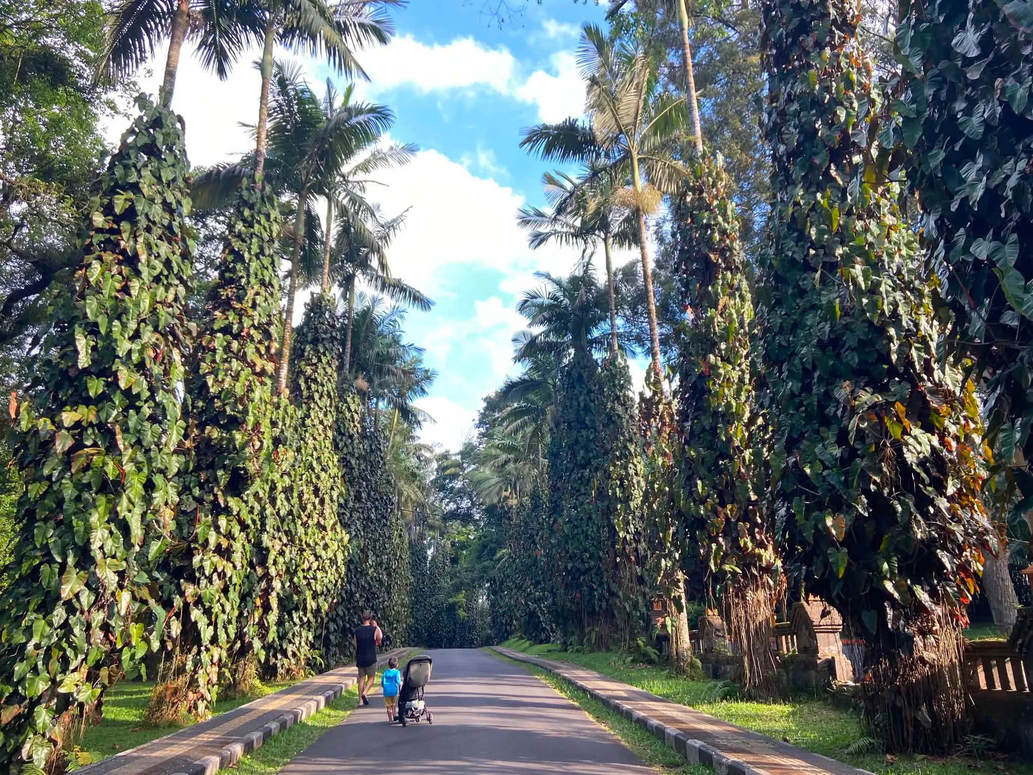 Cesta lemovaná vysokými palmami a popínavými begoniemi v Kebun Raya Bali