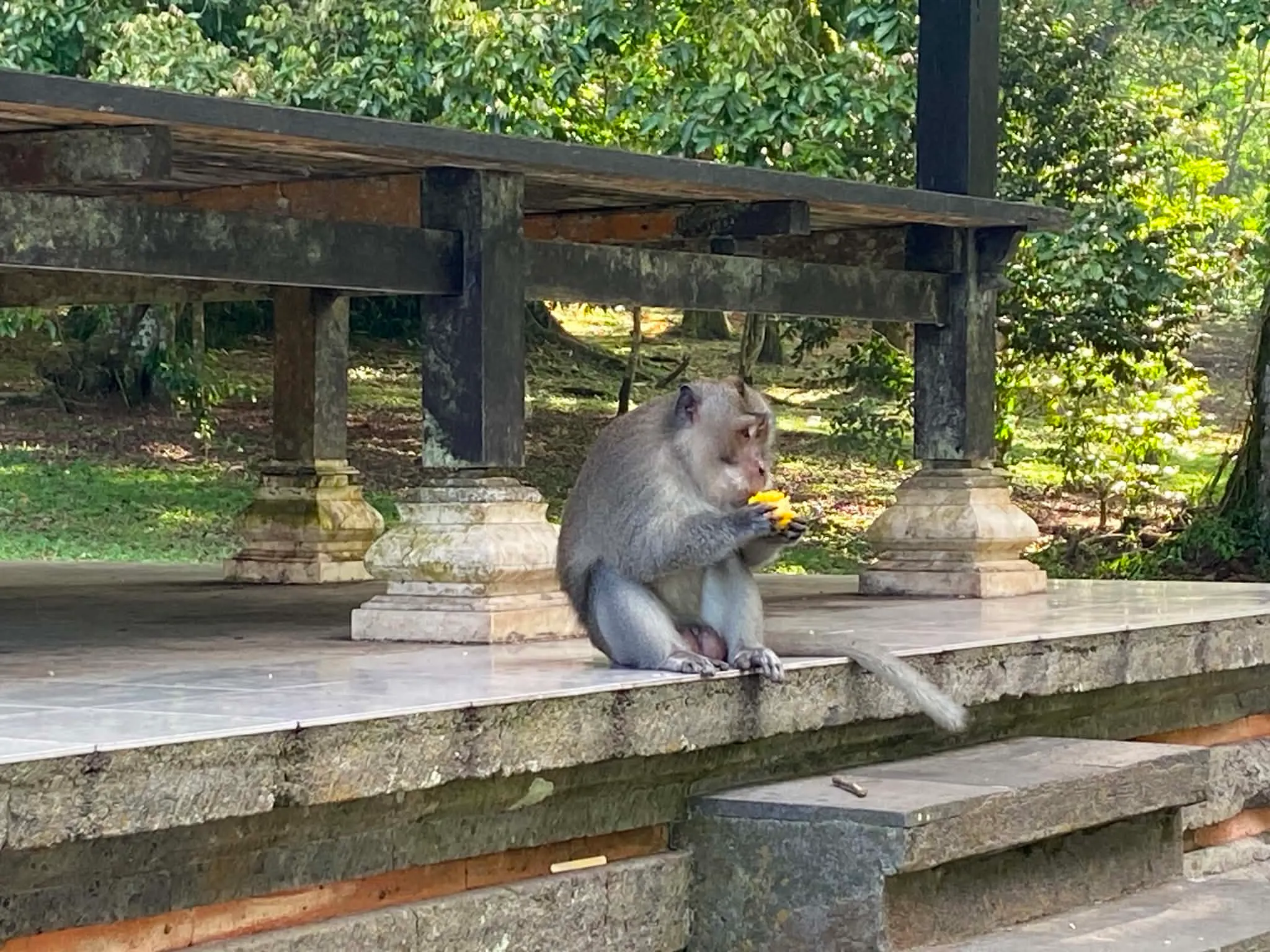 Divoká opice makak sedící na kamenném zábradlí v Kebun Raya Bali