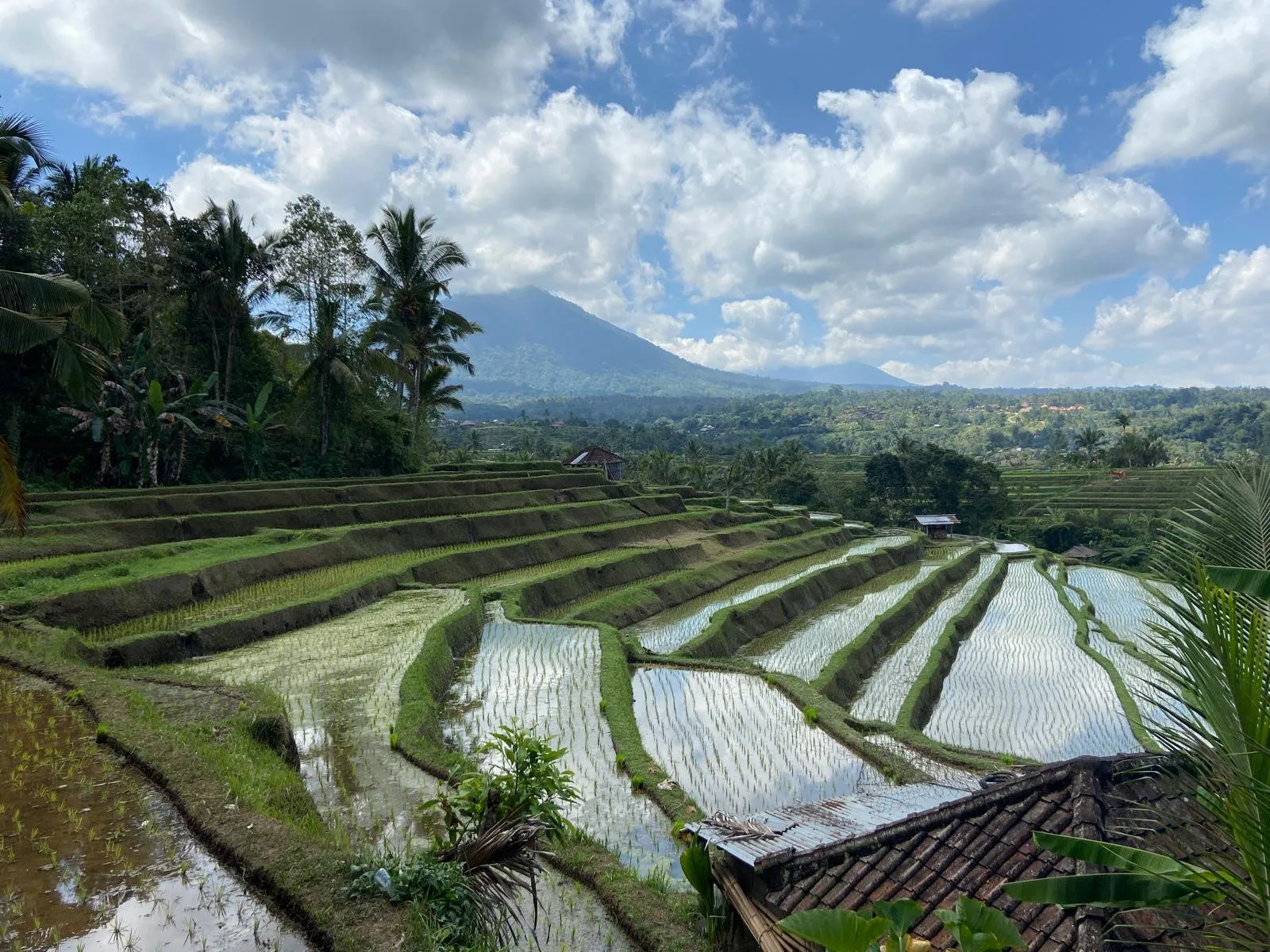 Rýžové terasy Jatiluwih na Bali zapsané na seznamu UNESCO, zelená i zaplavená políčka stupňovitě klesají do údolí, v pozadí zalesněná hora